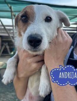 Andria ein winziger Schatz - Flörsheim-Dalsheim