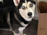 NOTABGABE reinrassiges Husky Pärchen - Hövelhof (Sennegemeinde)