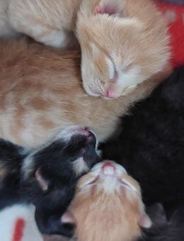 Kitten in liebevolle Hände abzugeben - Käbschütztal