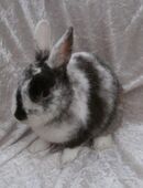 LIEBE KASTRATEN (4Mo.-4J.) AUßEN + INNENHALTUNG! MIT BERATUNG! Auch Leihkaninchen in 58540