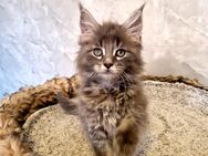 Maine coon Kitten zum Abgabebereit - Liebenau (Niedersachsen)