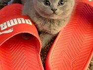BKH BLH Britisch Kurzhaar Langhaar Katze Blau Reinrassig - Lenzkirch