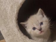 BKH Mischung Babykatzen/Kitten - Kolbermoor
