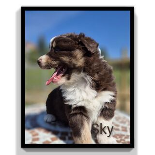 ❤️Wunderschöne ASCA Australian Shepherd Welpen ❤️