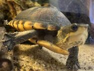 Verkaufe eine Kinosternon leucostomum Wasserschildkröte - Affing