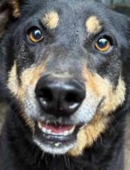 Barnie sitzt seit 6 Jahren im Shelter 🐾 - Elsdorf (Nordrhein-Westfalen)