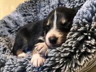 Wunderschöne Farmcollie Welpen Hütehunde - Leutkirch (Allgäu) Zentrum