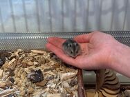 Babyhamster, Dsungarische Zwerghamster - Neuruppin