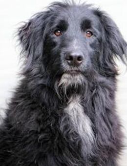 ORSETTO NERO - ein Traumhund - Regensburg