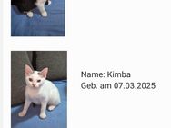 Kitten abzugeben - Pforzheim