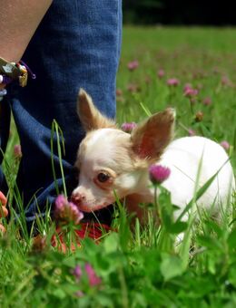Bildschöner typvoller LH Rüde Welpe Chihuahua Familienhund kinderlieb - Freiensteinau