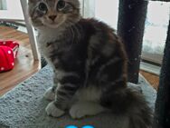 Mainecoon Mix - Freiburg (Breisgau)
