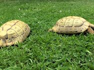 2 weibliche Griechische Landschildkröten, THB - Löhne