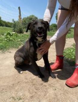 Vencel sucht ein Zuhause - Linden (Hessen)