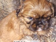 Shih-Tzu Welpen