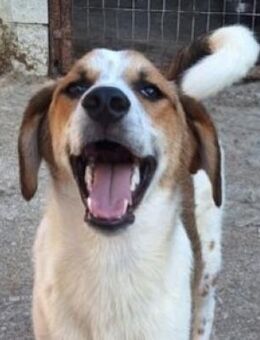 Sherlock Duke,der fröhliche Sonnenschein - Mettmann