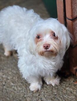 🌸 Rosie kleine zerbrechliche Seele (I - Ludwigshafen (Rhein)