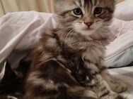 Nur noch 1 xxl maine coon kitten kater reinrassig - Bad Kissingen