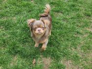Hübsche Chihuahua suchen ein zuhause - Dresden