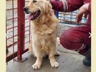 Cooper -sucht DRINGEND ein neues Zuhause - Vaihingen (Enz)