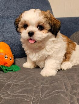 Shih Tzu / Malteser Mix Welpen - Oranienburg