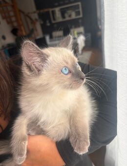 Baby Katzen - Ennepetal (Stadt der Kluterhöhle)