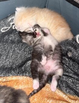 Wunderschöne BKH-Mix & Türkisch Angora Kitten in liebevolle Hände abzugeben - Bonn Endenich