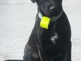 Patterdale Terrier in 79692