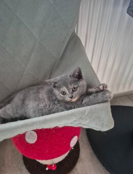 Bkh kitten abzugeben - Ganderkesee