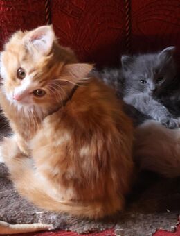 Waldkatzen- Ragdoll Mix Kätzchen - Hohendubrau