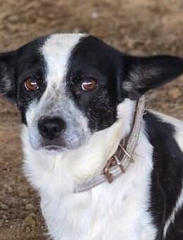 Monty ein sanfter Hundejunge mit großem Herzen - Witten