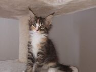 MAINE COON reinrassig - Kassel Mitte/Innenstadt