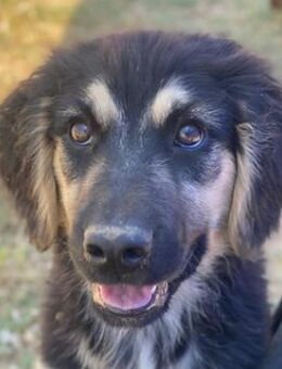 Quana, geb. ca. 02/2025, GRIECHENLAND - Euskirchen