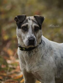 Mayla fröhliche Entdeckerin sucht - Salzwedel (Hansestadt) Zentrum