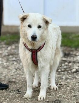 TULA ist schneeweiß 😍 - Mylau