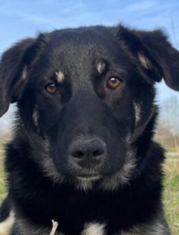 Ella, geb. ca. 09/2024, GRIECHENLAND - Markdorf