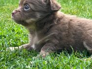 Chihuahua Welpe braun Merle - Pattensen