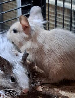 Degu Mädchen Nachzucht - Sonnenbühl