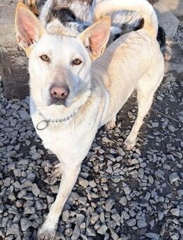 Penny sucht ihre Familie - Weilheim (Oberbayern)