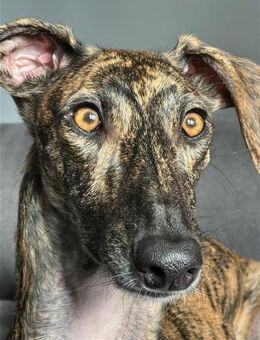 BLUE+TILI Geschwister werden z Notfall - Karben