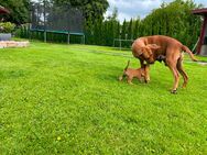 Rhodesian Ridgeback Welpen - Tellingstedt
