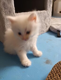 Maine Coon Kitten - Leegebruch