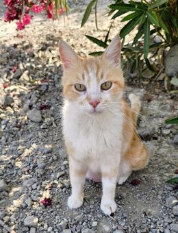 Chanel - der Traum aller Frauen - Kirchheim (München)