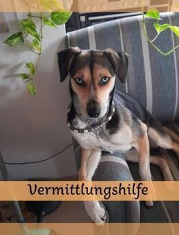 Zuckermaus RONJA sucht ihr Zuhause ❤️ - Saarbrücken