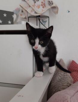 Klassischer schwar-weißer Kater sucht ein neues Zuhause - Westerstede Zentrum