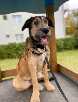 Murphy ist ein junger Rüde... - Dittelbrunn