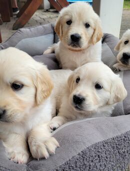 Golden Retriever Welpen reinrassig Wurftag: 2. Juli 2025 - Besuchstermine ab sofort mögl.! - Battenberg (Eder)
