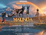 Belgian Shepherd Malinoa - Geretsried