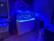 Meerwasser Aquarium Komplett, Red Sea Reefer 350 G2 - Hungen