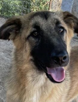 Thumper, geb. ca. 01/2022, GRIECHENLAND - Markdorf